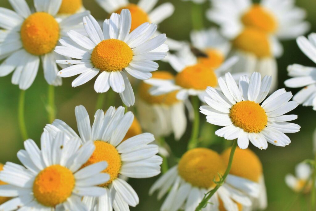 Close-up of blooming camomile flowers showcasing vivid white petals and yellow centers.